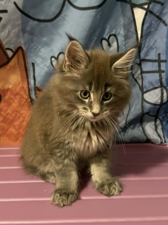 Simba photo 2