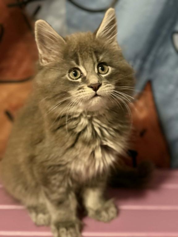 Simba
