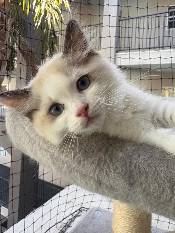 Maya Seal Bicolor Kitten photo 5