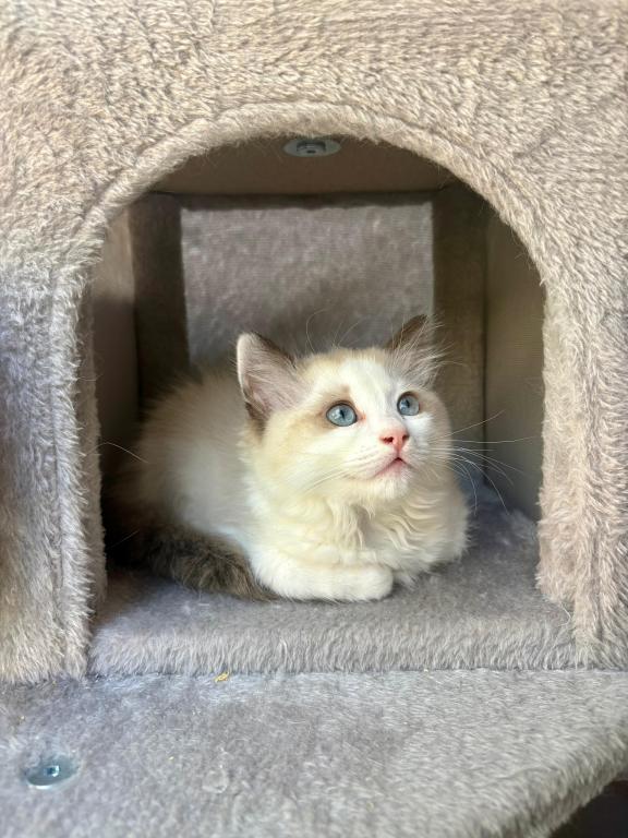 Maya Seal Bicolor Kitten photo 3