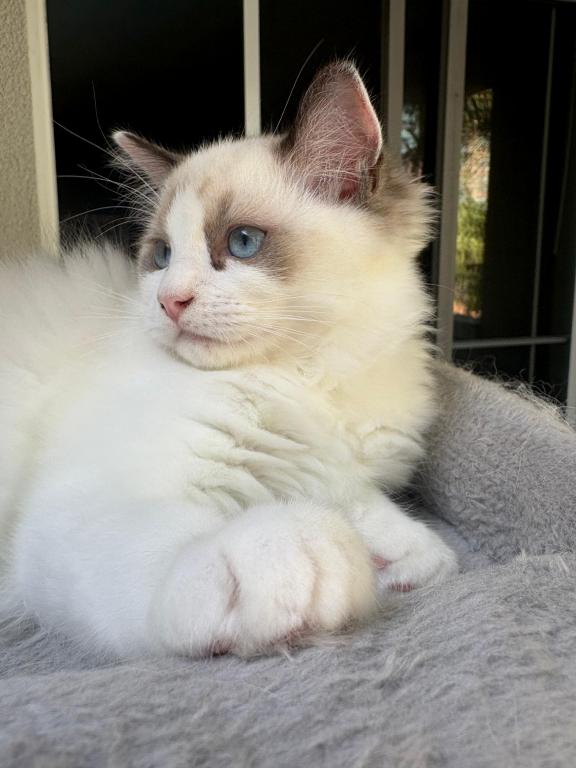 Maya Seal Bicolor Kitten photo 2