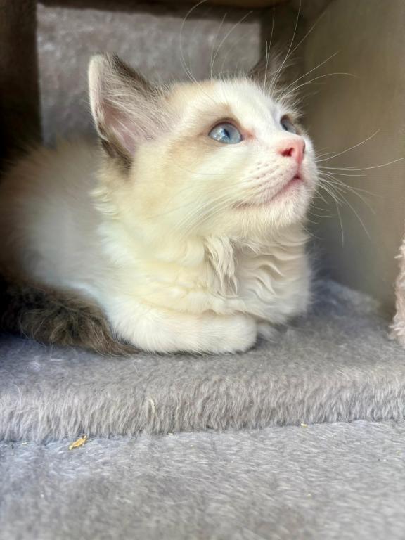 Maya Seal Bicolor Kitten photo 4