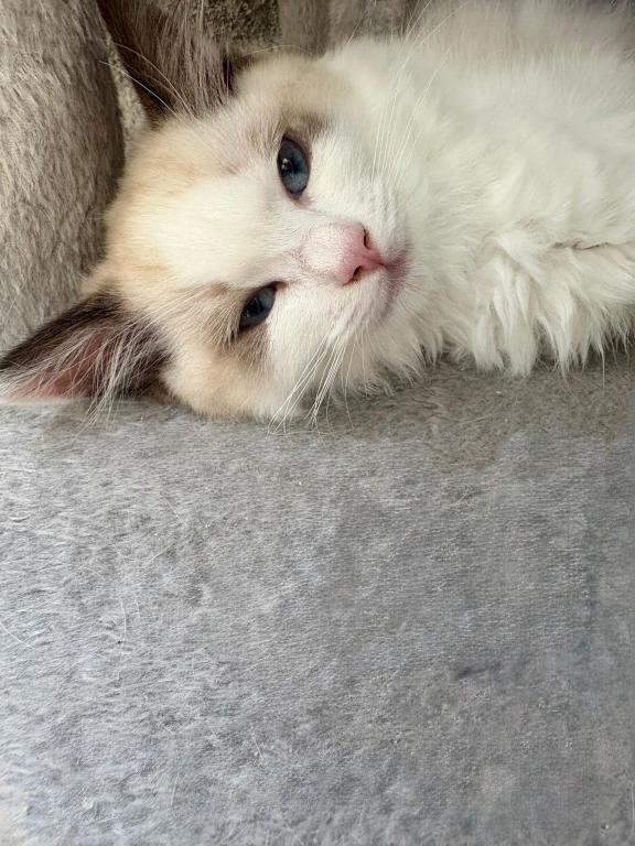 Maya Seal Bicolor Kitten