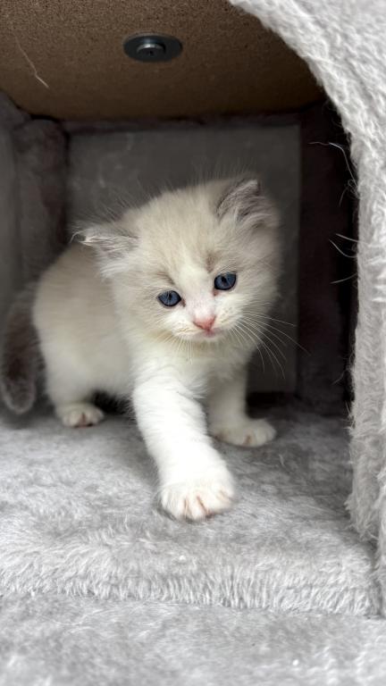 Ruby Blue Bicolor Ragdoll Kitten photo 4