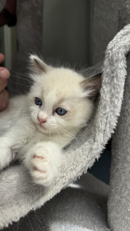 Ruby Blue Bicolor Ragdoll Kitten photo 5