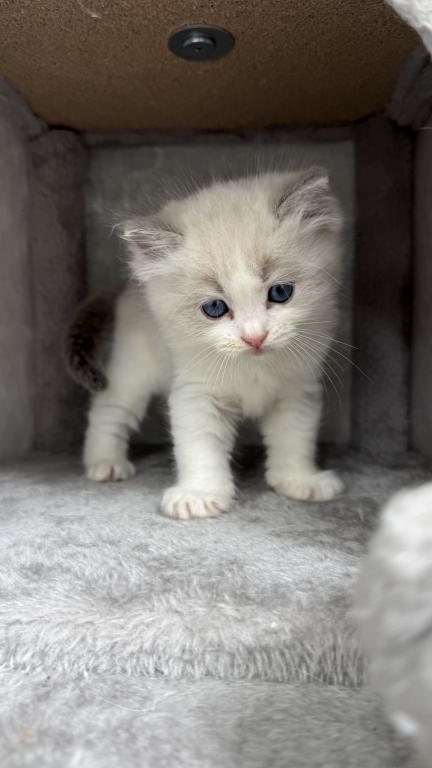 Ruby Blue Bicolor Ragdoll Kitten photo 3
