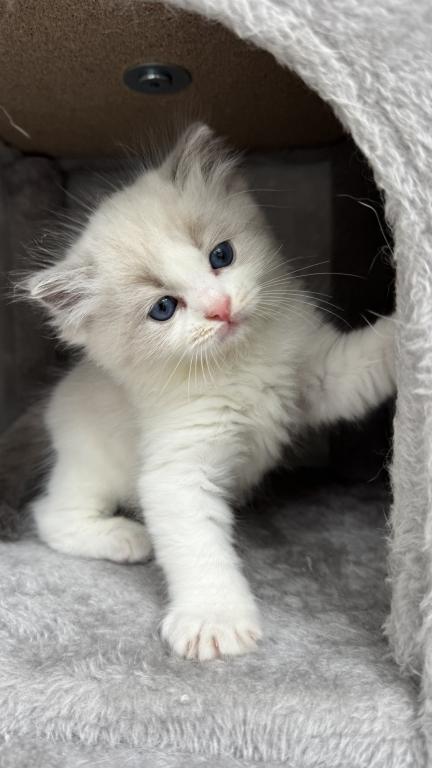Ruby Blue Bicolor Ragdoll Kitten photo 1