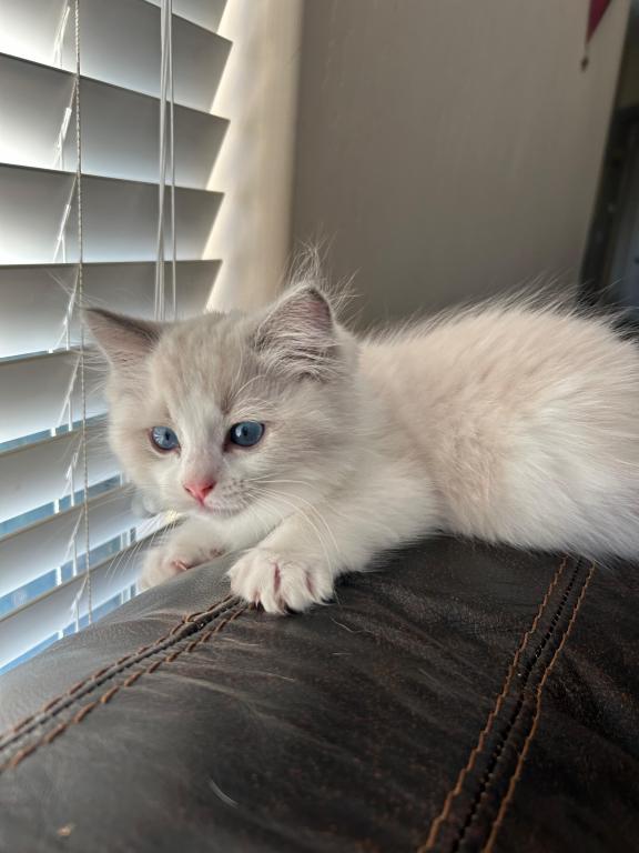 Ruby Blue Bicolor Ragdoll Kitten photo 2
