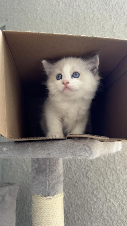 Chloe Blue Bicolor Ragdoll Kitten photo 8