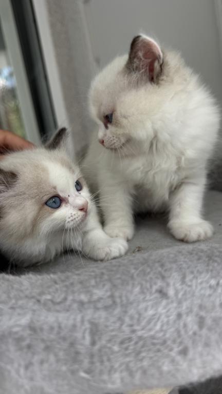 Chloe Blue Bicolor Ragdoll Kitten photo 5
