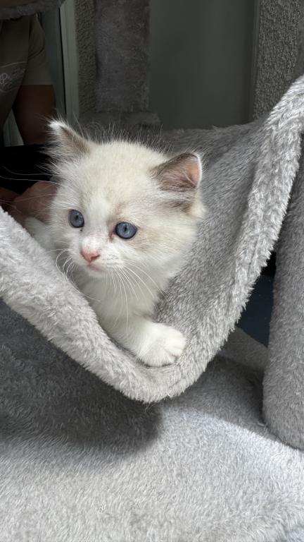 Chloe Blue Bicolor Ragdoll Kitten photo 4