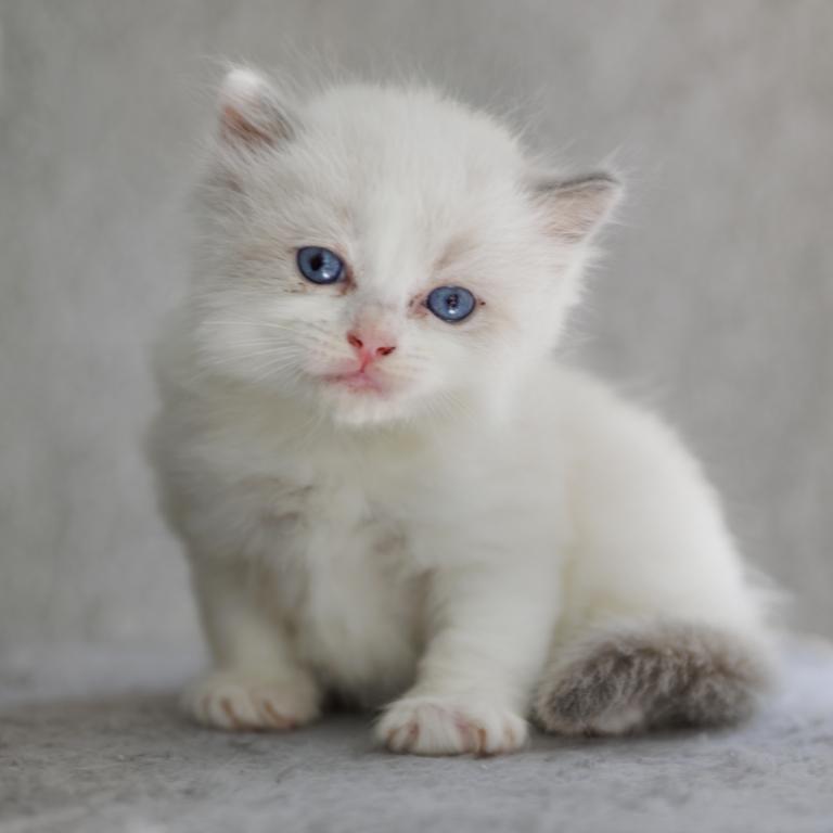 Chloe Blue Bicolor Ragdoll Kitten photo 1