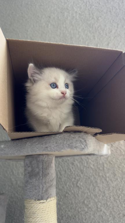 Chloe Blue Bicolor Ragdoll Kitten photo 9