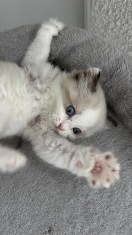 Chloe Blue Bicolor Ragdoll Kitten photo 7