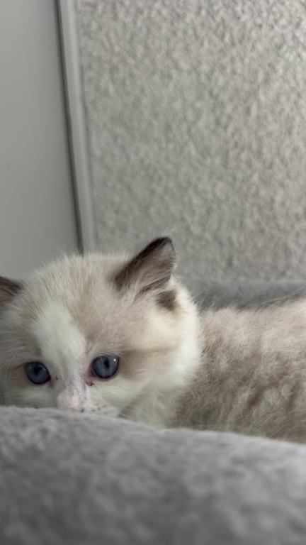 Chloe Blue Bicolor Ragdoll Kitten photo 10