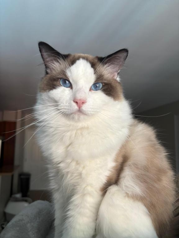 Chloe Blue Bicolor Ragdoll Kitten photo 12