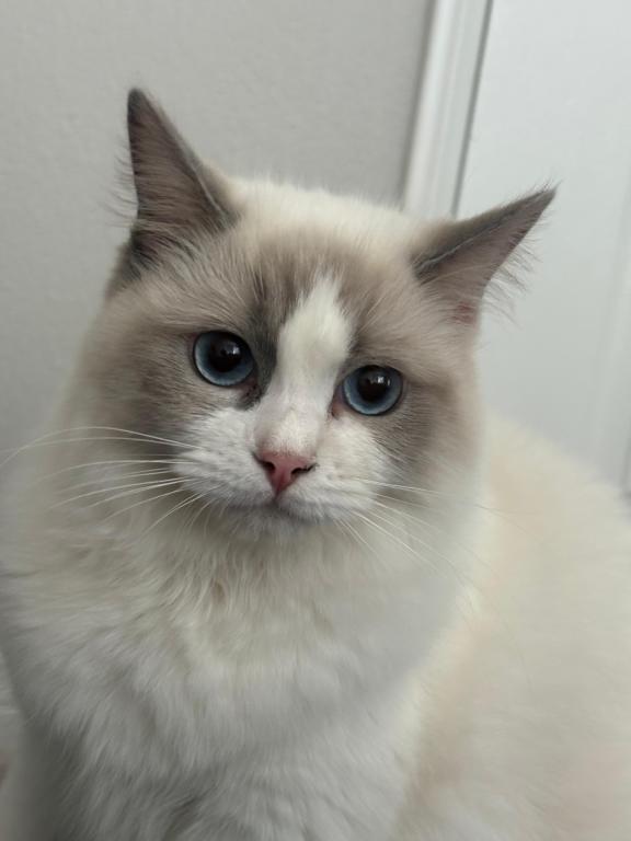 Chloe Blue Bicolor Ragdoll Kitten photo 13