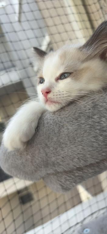 Mochi Blue Bicolor Ragdoll Kitten photo 3