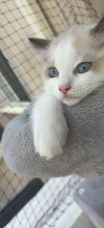 Mochi Blue Bicolor Ragdoll Kitten photo 2