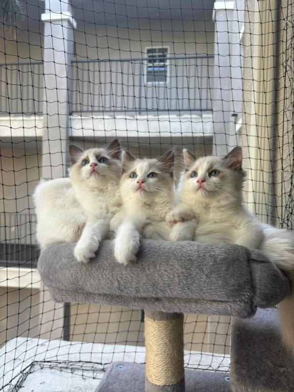 Mochi Blue Bicolor Ragdoll Kitten photo 4