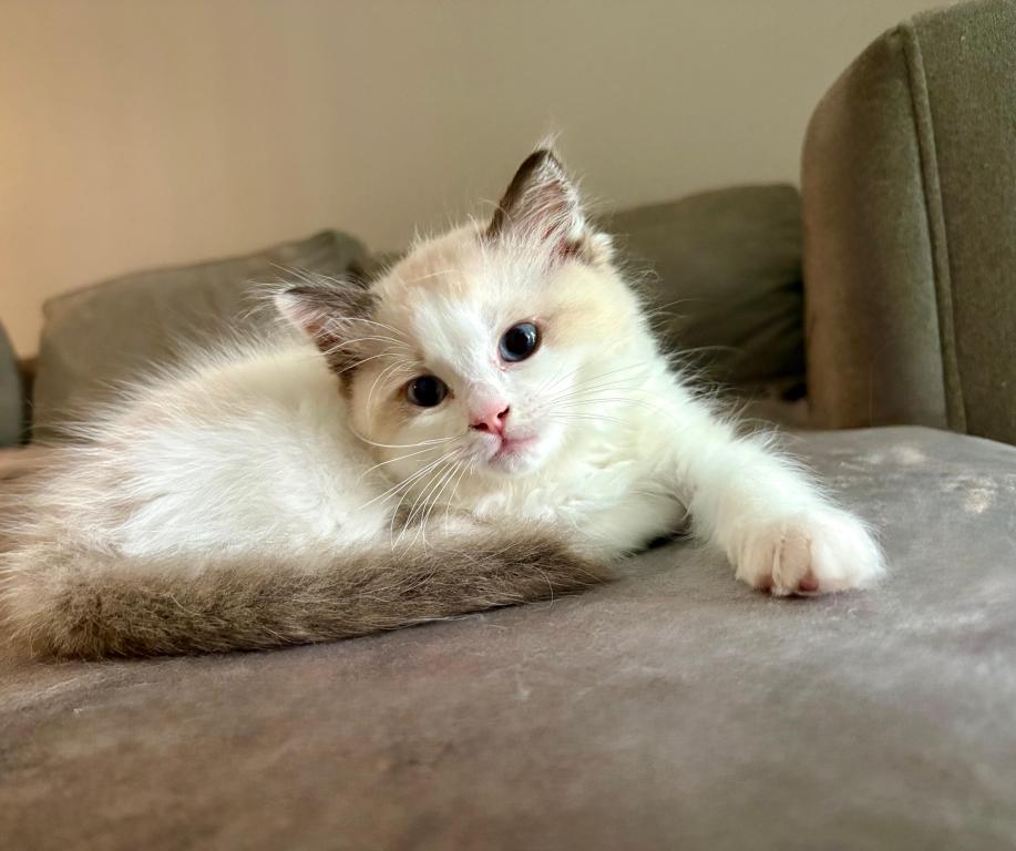 Mochi Blue Bicolor Ragdoll Kitten
