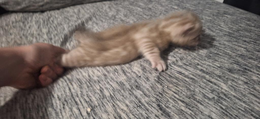 LeoADOPTED photo 1