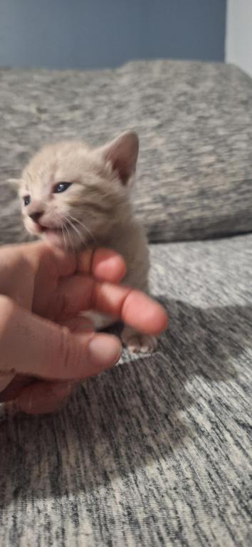 LeoADOPTED photo 2