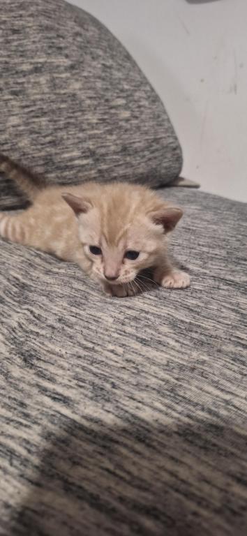 LeoADOPTED photo 3