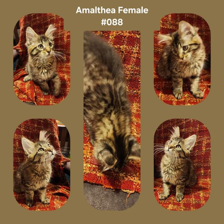 Amalthea photo 1