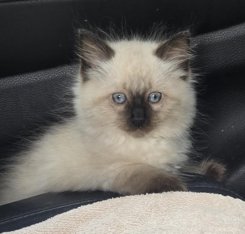 Seal Point Male Ragdoll