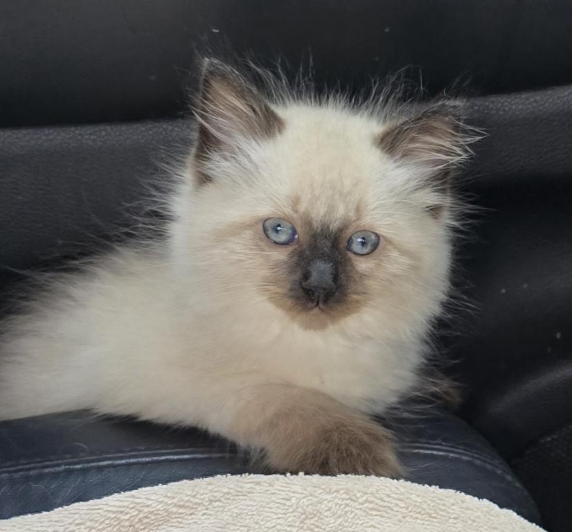 Seal Point Male Ragdoll photo 2