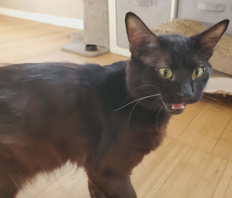 T'Challa