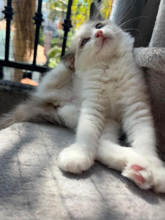 Pearl Blue Bicolor Ragdoll Kitten photo 3