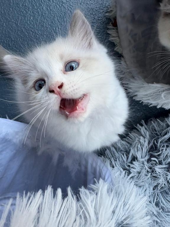 Pearl Blue Bicolor Ragdoll Kitten photo 4