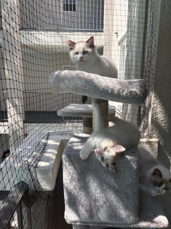 Pearl Blue Bicolor Ragdoll Kitten photo 2