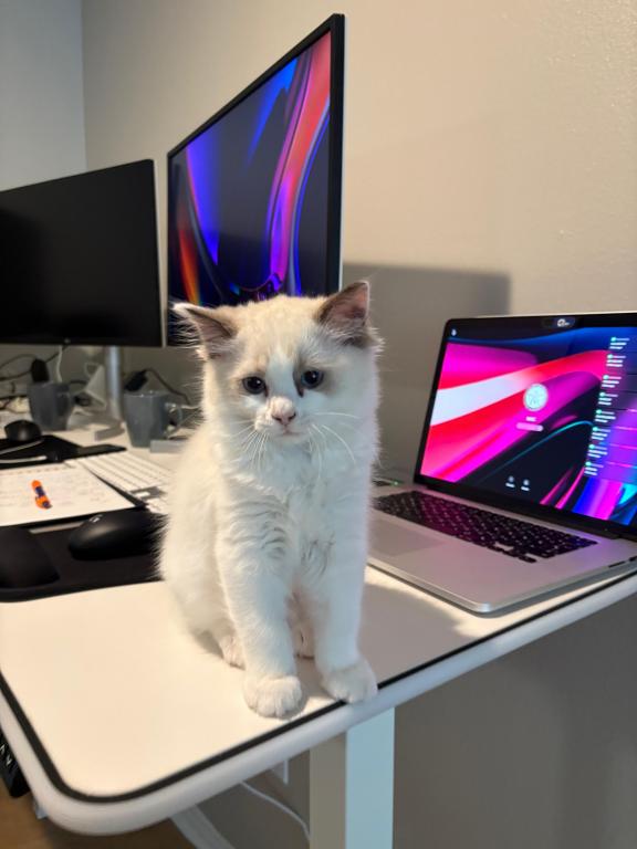 Pearl Blue Bicolor Ragdoll Kitten photo 5