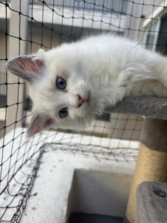 Pearl Blue Bicolor Ragdoll Kitten