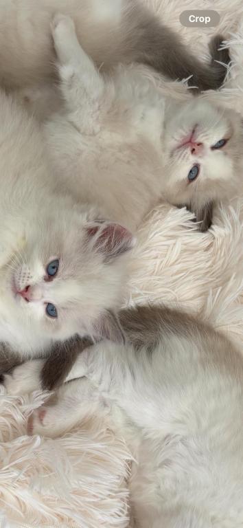 Stella Seal Bicolor Ragdoll Kitten photo 5
