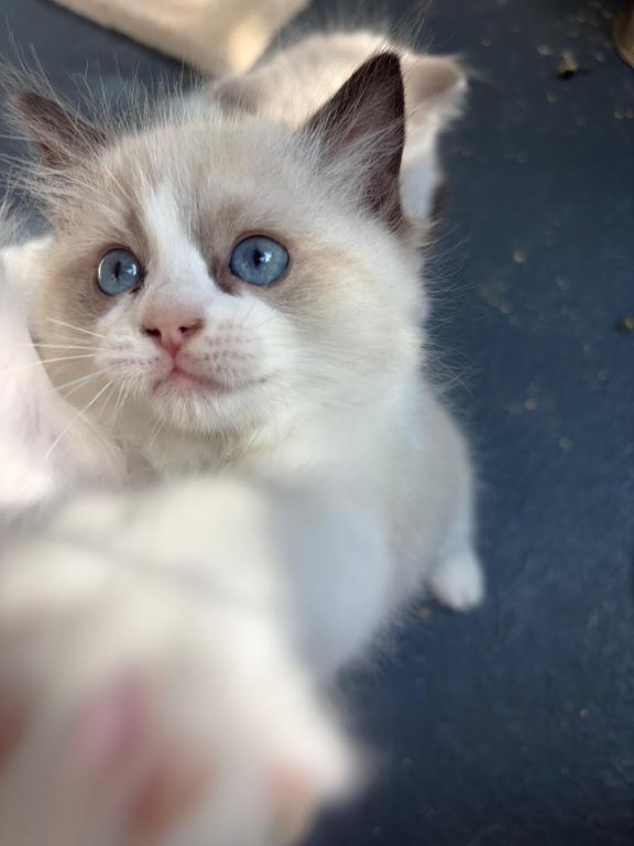 Stella Seal Bicolor Ragdoll Kitten