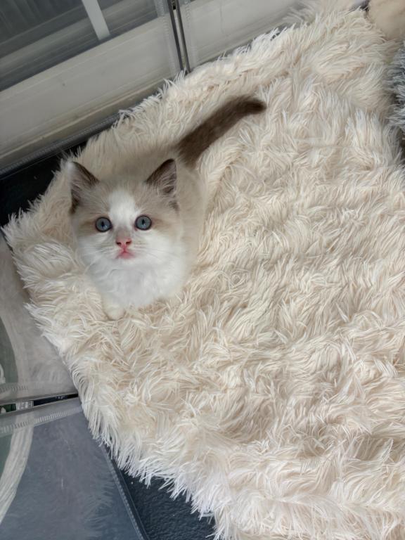 Stella Seal Bicolor Ragdoll Kitten photo 3