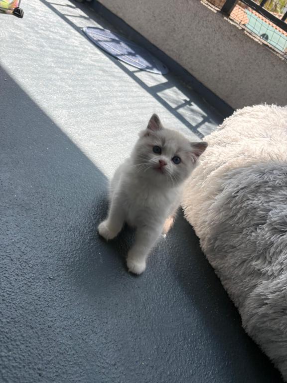 Stella Seal Bicolor Ragdoll Kitten photo 2