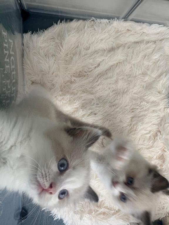 Stella Seal Bicolor Ragdoll Kitten photo 4