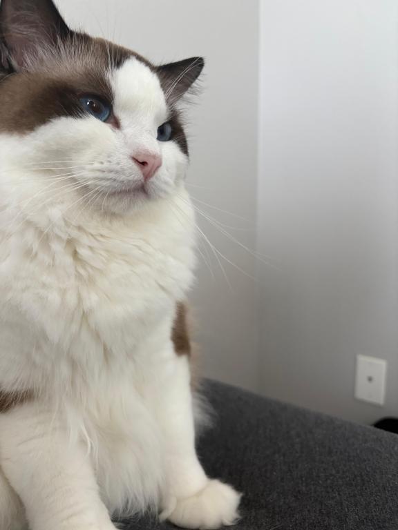 Ivy Seal Bicolor Ragdoll Kitten photo 3