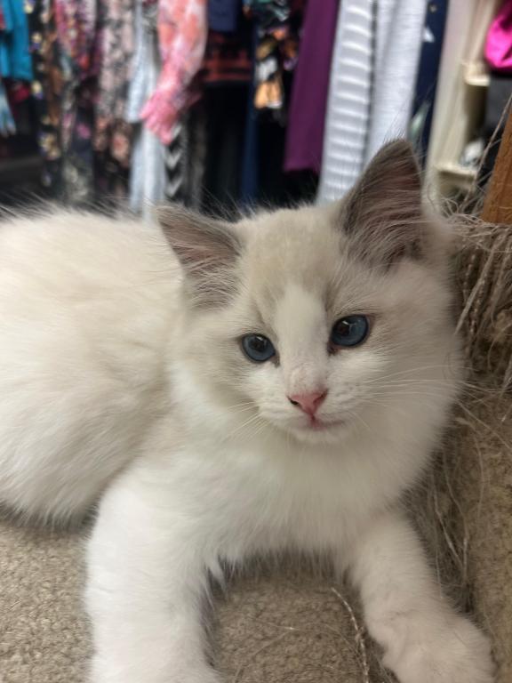 Ivy Seal Bicolor Ragdoll Kitten photo 4