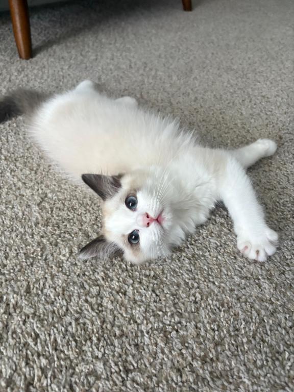 Ivy Seal Bicolor Ragdoll Kitten