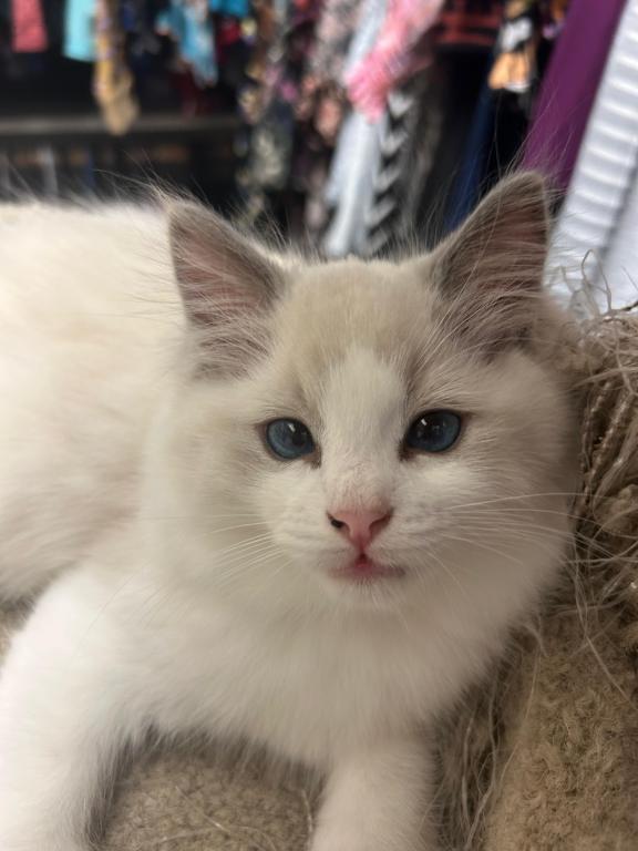 Ivy Seal Bicolor Ragdoll Kitten photo 5