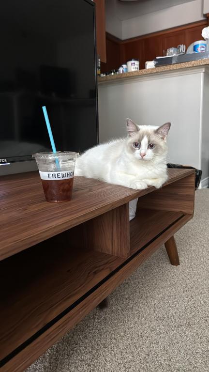 Ivy Seal Bicolor Ragdoll Kitten photo 2