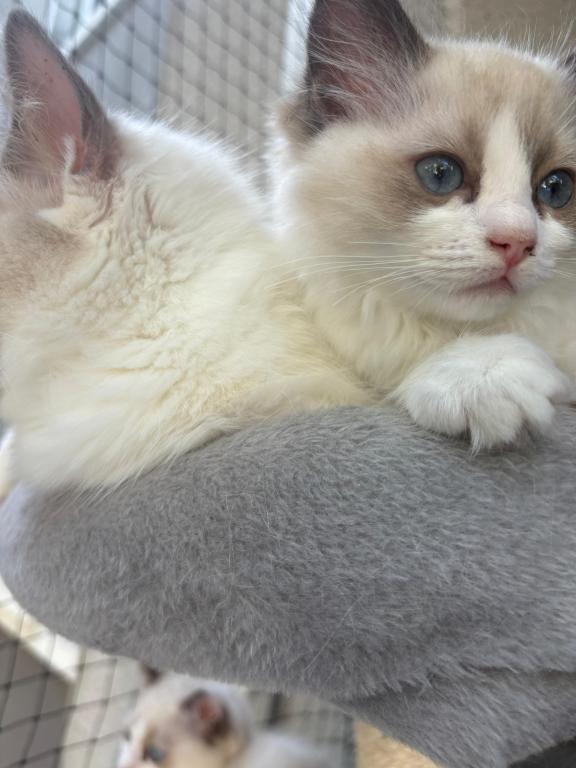 Sophie Blue Bicolor Ragdoll Kitten photo 4