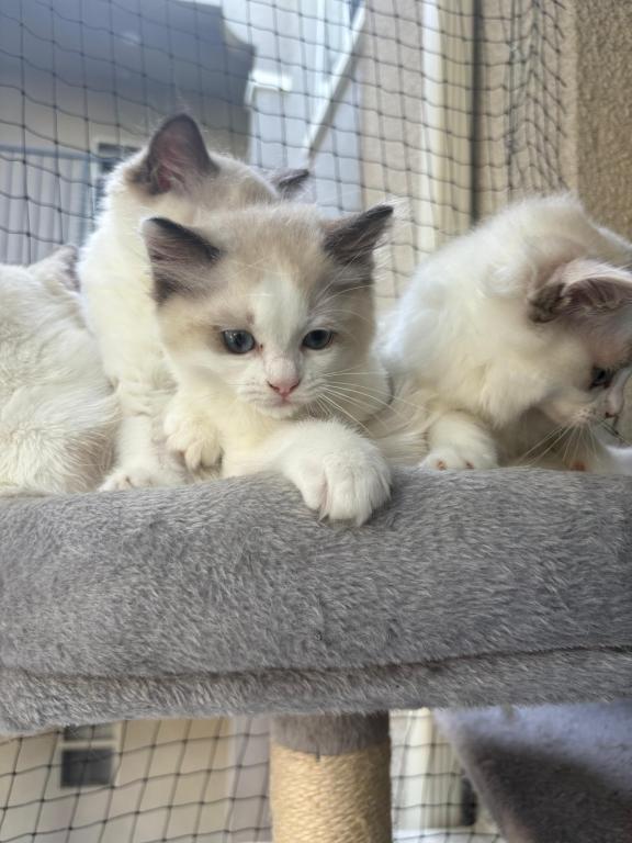 Sophie Blue Bicolor Ragdoll Kitten