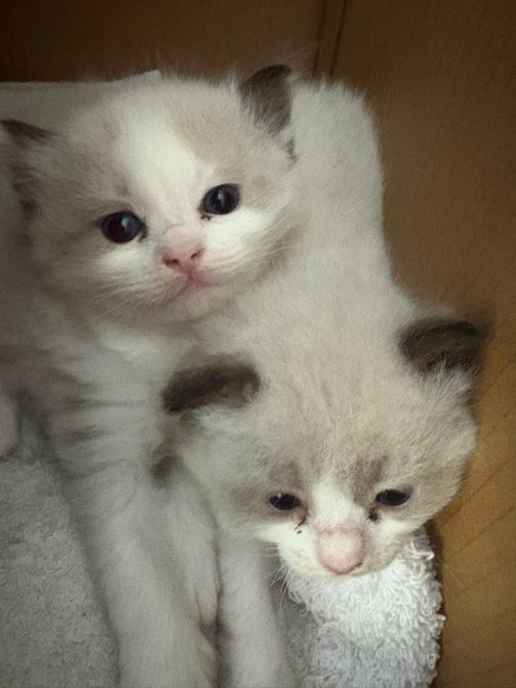 Sophie Blue Bicolor Ragdoll Kitten photo 3